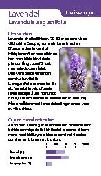 Lavendel